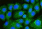 Anti-Beclin 1 Antibody Picoband™ (monoclonal, 2D12A3)